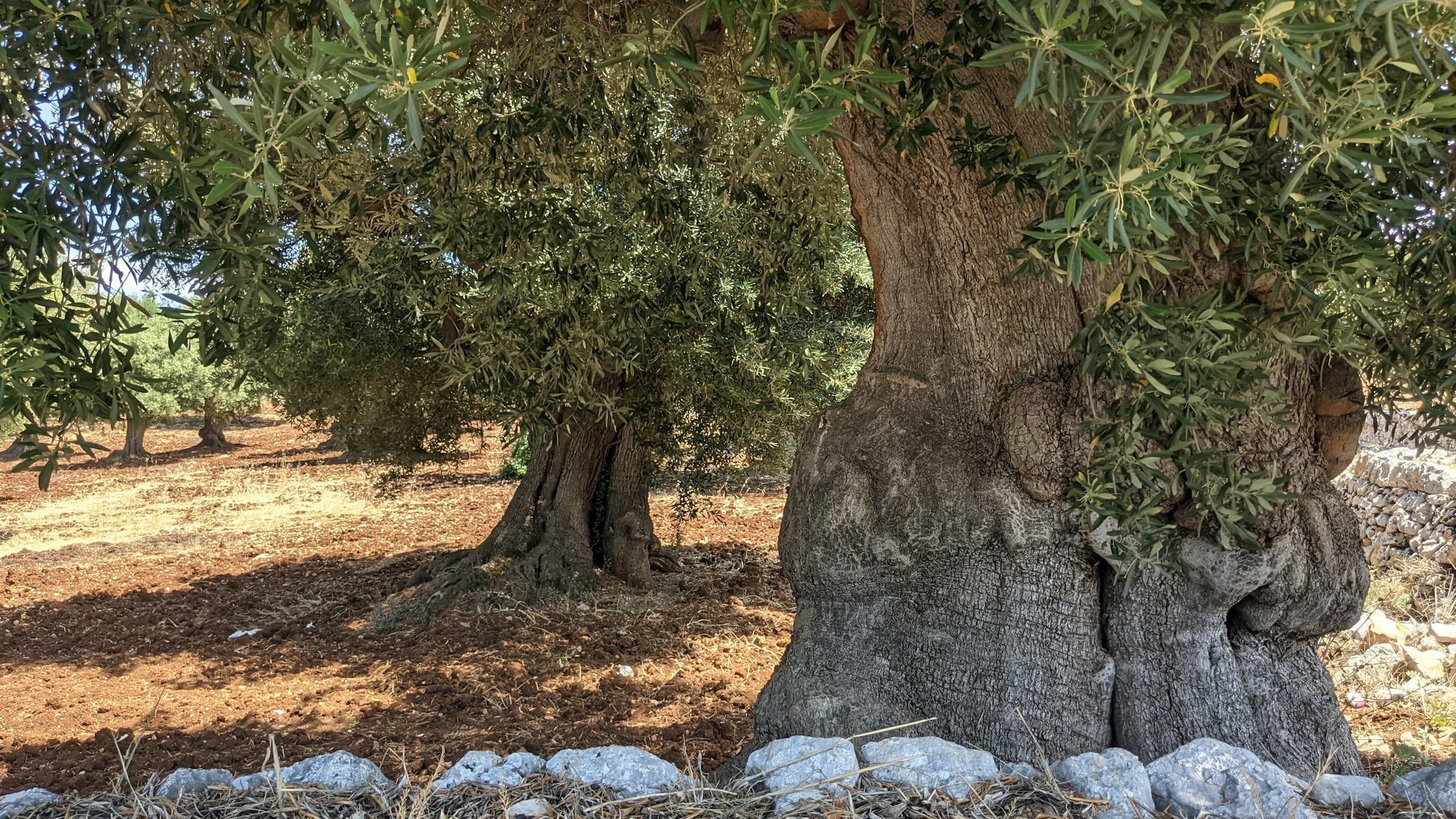 L'oliveraie du domaine, pierres sèches et lumière du Luberon